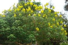Crotalaria agatiflora